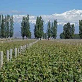 Les grands vins du monde